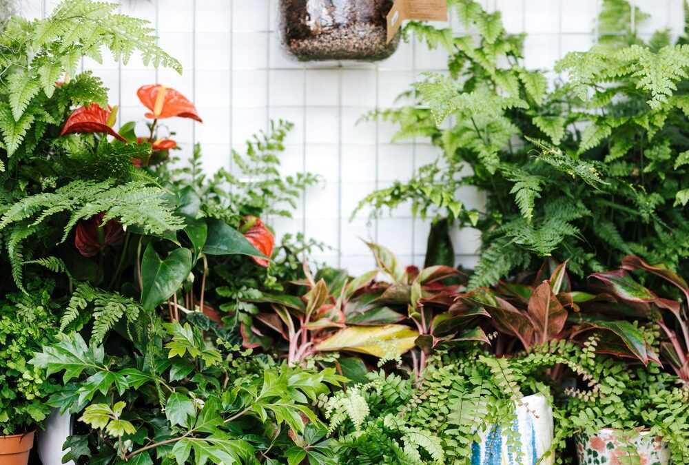 Inicio 9 ¿Cómo regar las plantas en vacaciones?